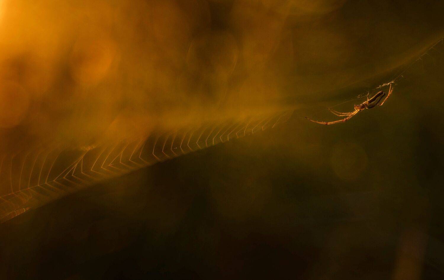 , Лилия Немыкина