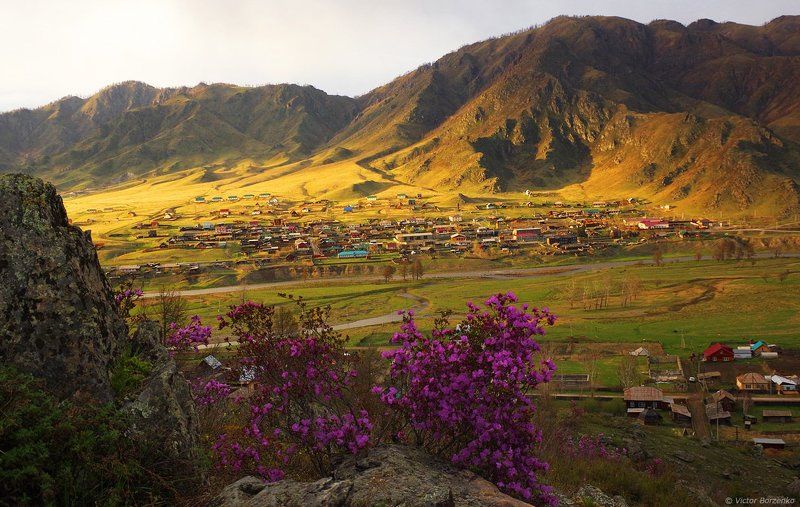 алтай, вечер, маральник, багульник Майский вечер в Онгудае фото превью