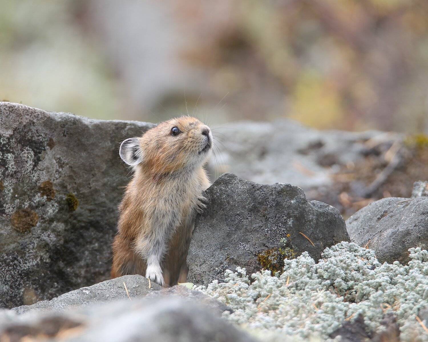 пищуха, отряд зайцеобразных, якутия, нерюнгри,, Евгения Левина