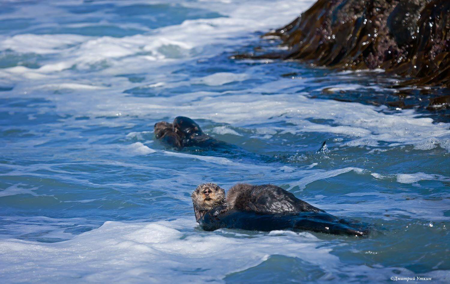 , Дмитрий Уткин