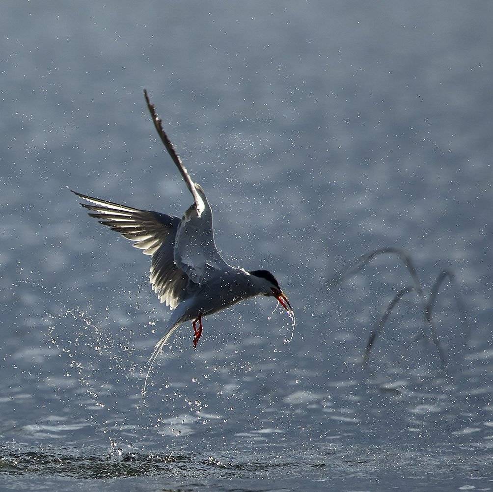 , Иваненко Светлана