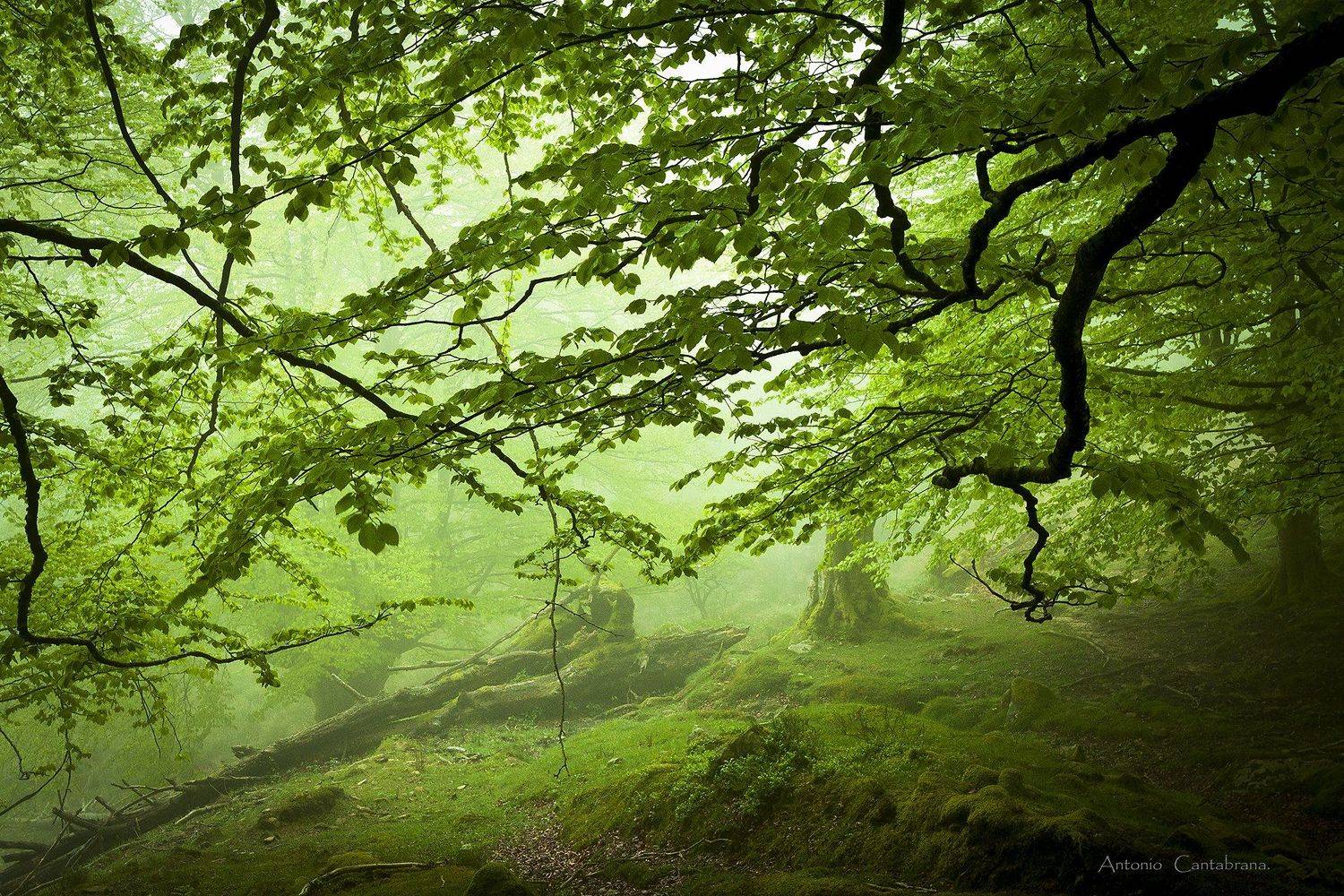 , Antonio Cantabrana