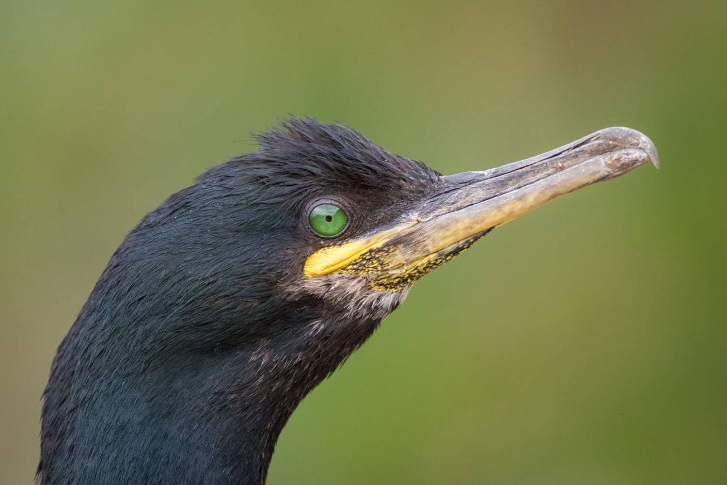 shag, mkkaczy, ireland, Marcin Kaczmarkiewicz