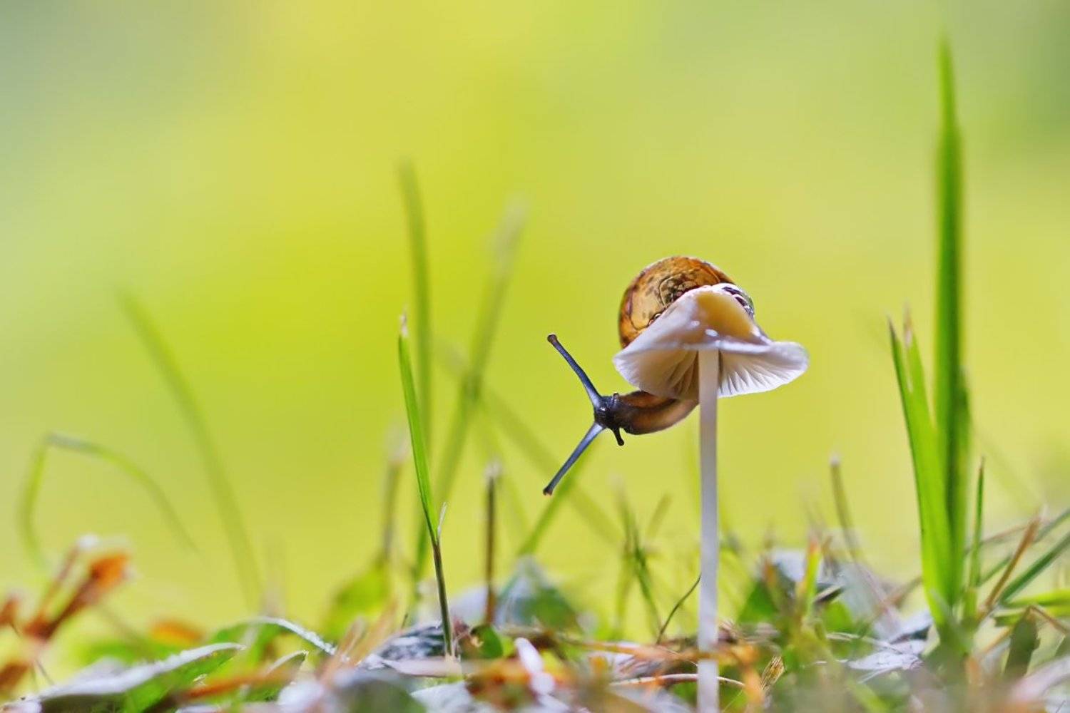 улитка, гриб, макро, природа, Елена Соловьёва