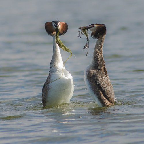 Это любовь...