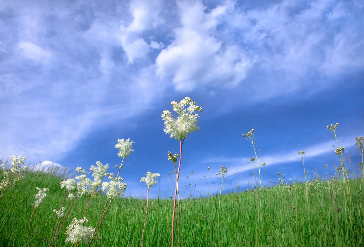 небо, голубой, облака, таволга, зелёный, поле, луг, растение, лето, тпело, изгиб, Ксения Соварцева