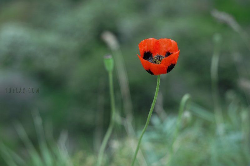 мак, красный цветок, маки Просто мак . . . фото превью
