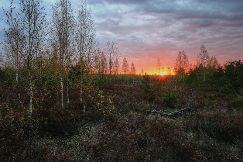 рассвет,утро Майский рассвет фото превью