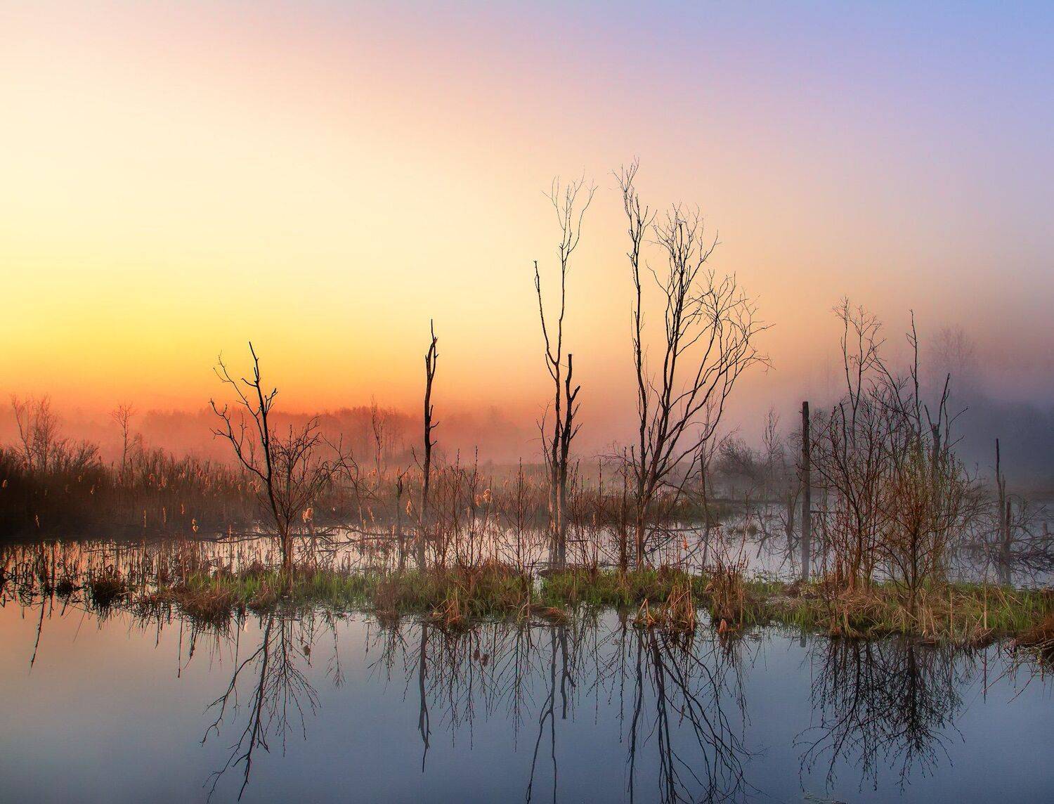утро, туман, весна, болото, Игорь Шиленок