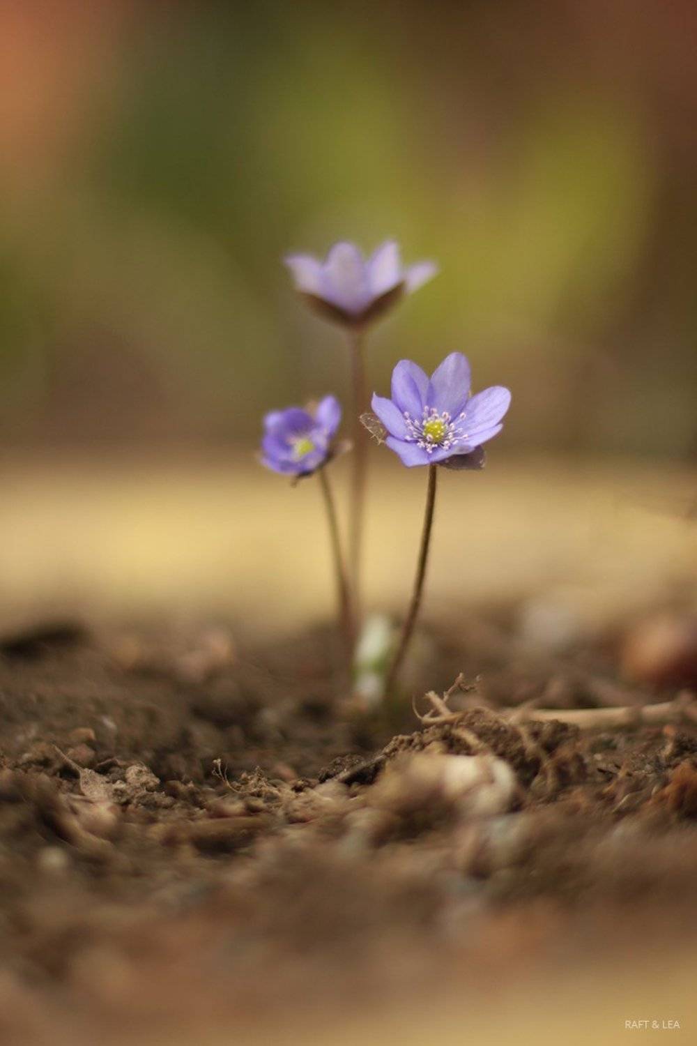 , Виктор Киевский (Raft & LEA)