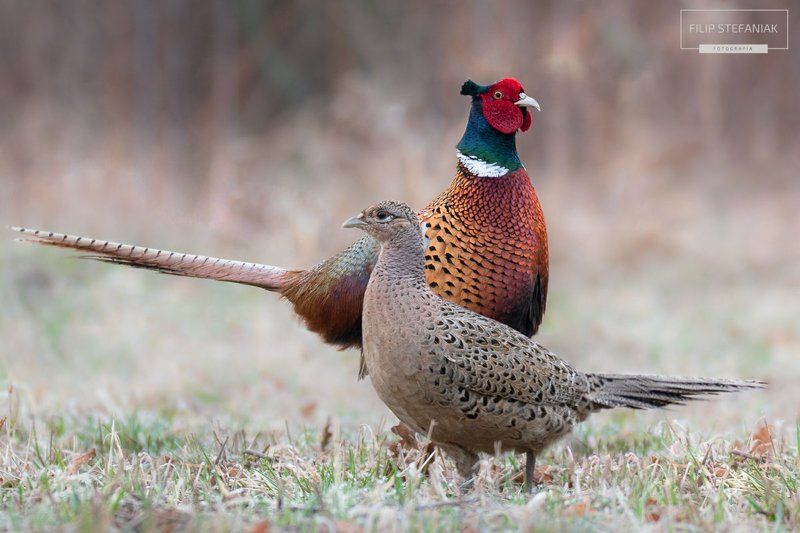 Pheasant\'s Mating фото превью