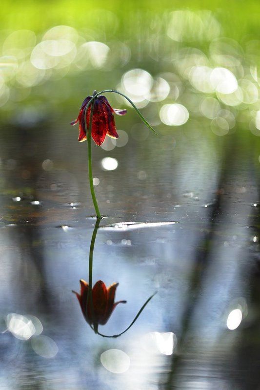 рябчик, малый, fritillaria, meleagroides, самарский лес, левада Алый малый фото превью