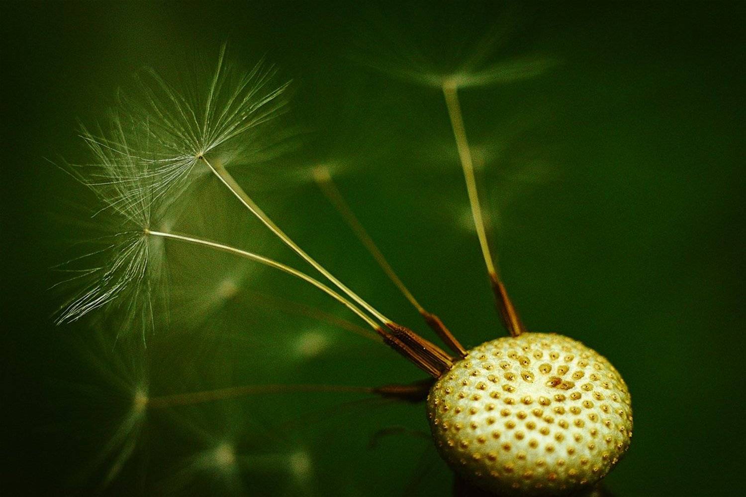 , Сергей Кобылько