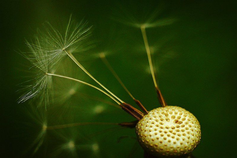 До последнего фото превью