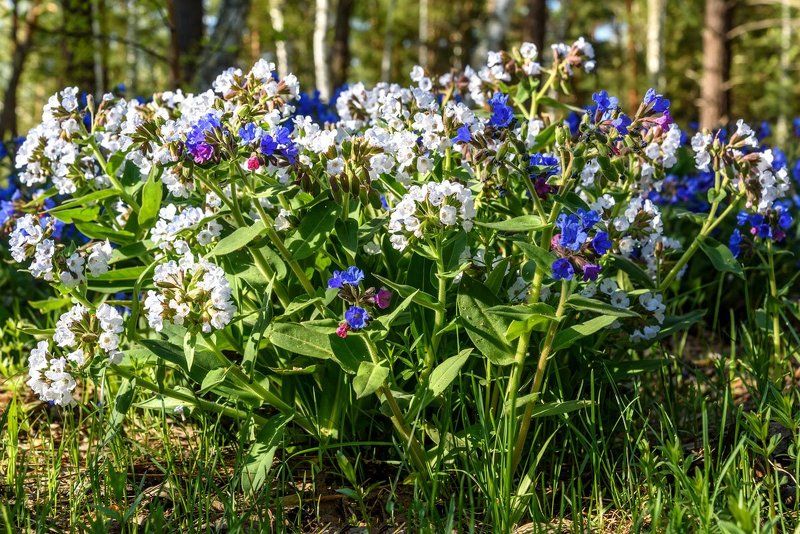 цветы, весна, алтай, flowers, spring, altai Белая медуница фото превью