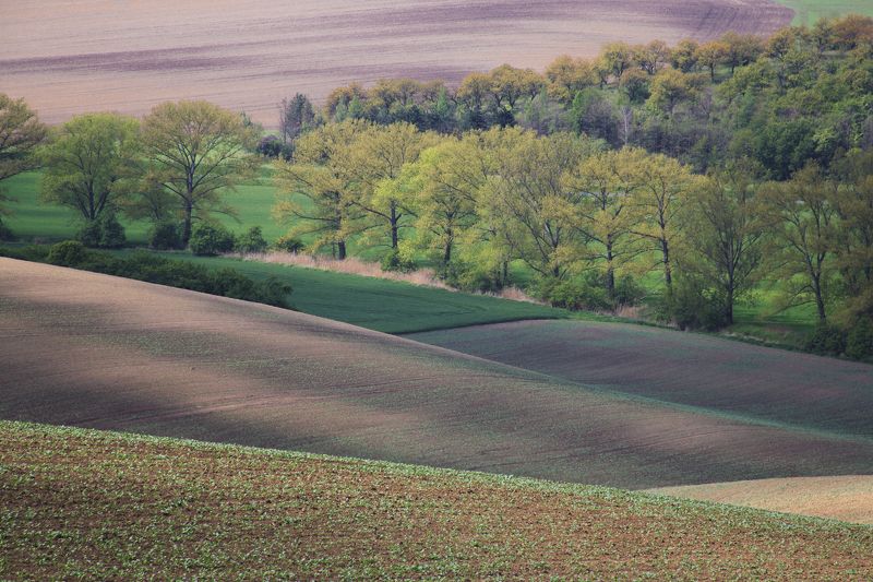 поля весна чехия Цвета и волны моравии фото превью