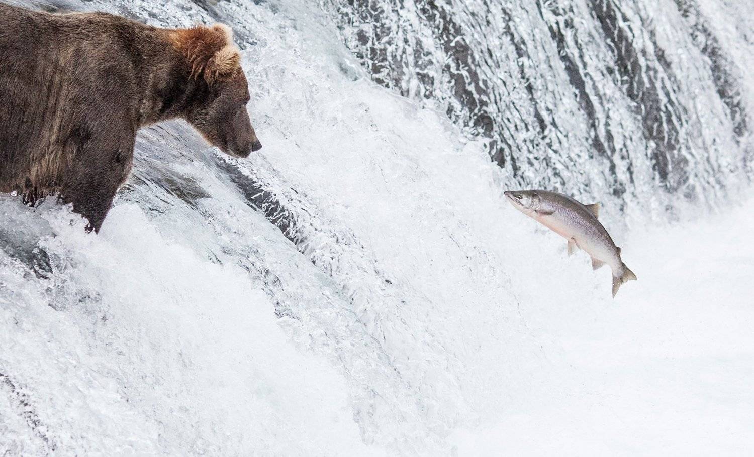 alaska, katmai, bear, brooks camp, wildlife,grizzly,salmon, Konstantin Zubov