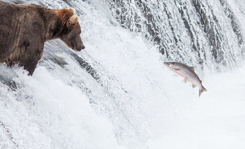 alaska, katmai, bear, brooks camp, wildlife,grizzly,salmon  фото превью