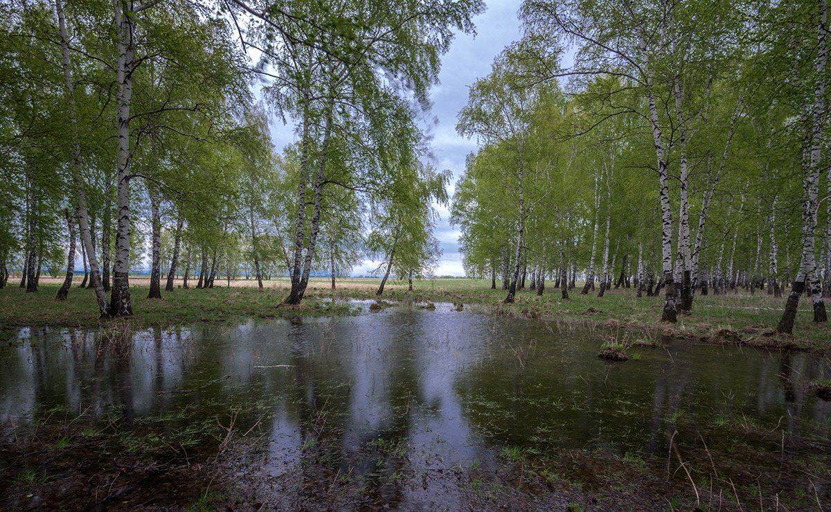 весна, май, роща, Владислав Никишин