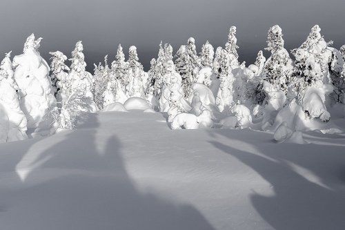 Триумф теней