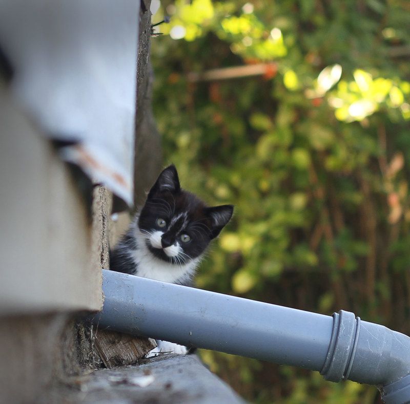 *** фото превью