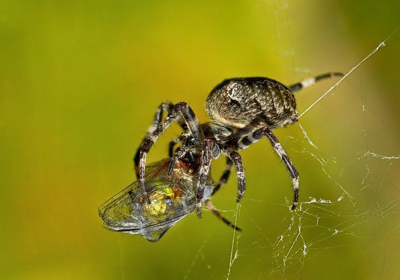 macro Обед... фото превью