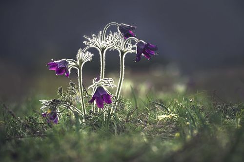 Весеннее настроение Алтая.