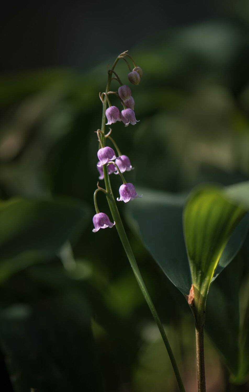 природа, макро, весна, цветы, розовый ландыш,, Неля Рачкова