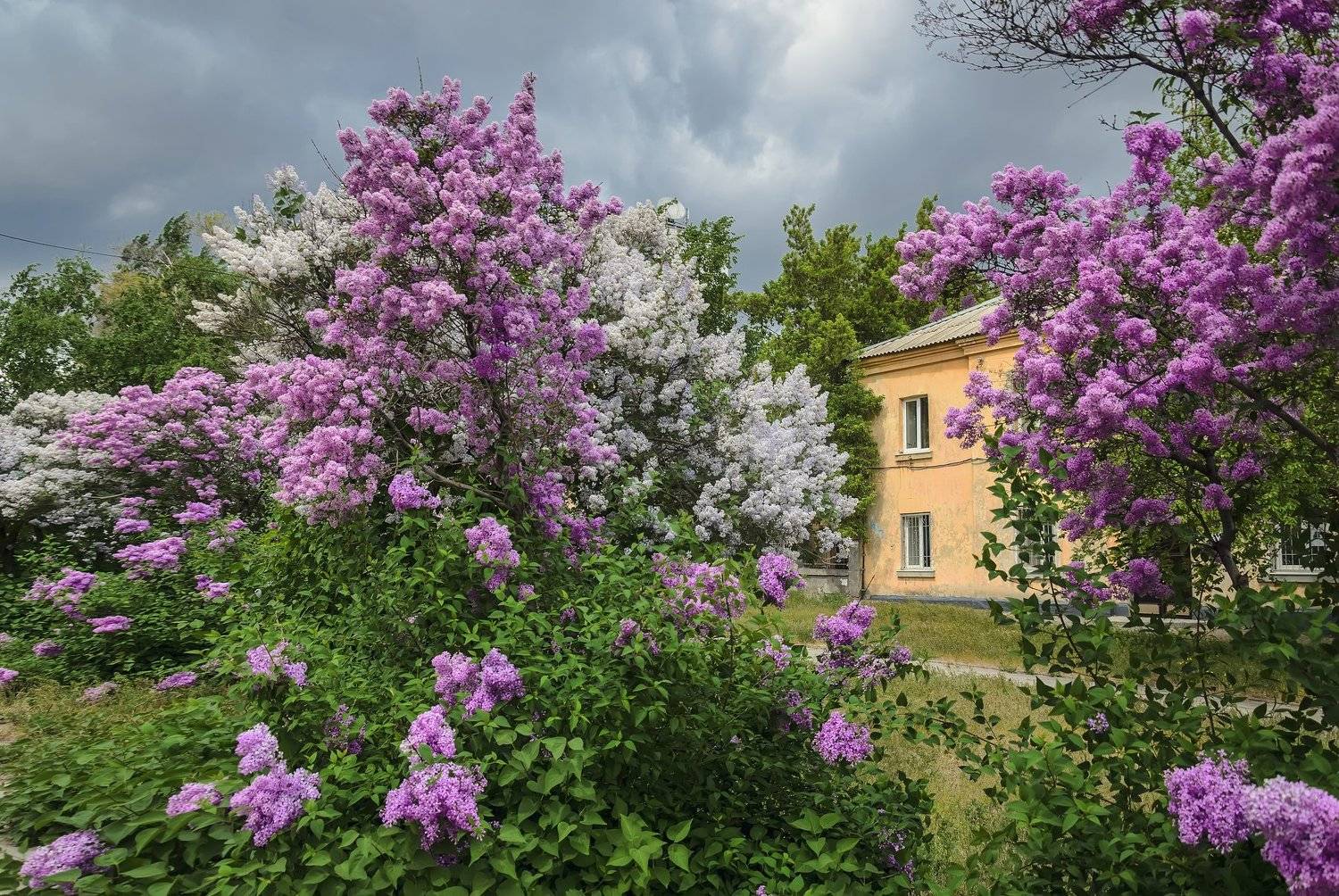 сирень, двор, волгоград, Анатолий Щербак