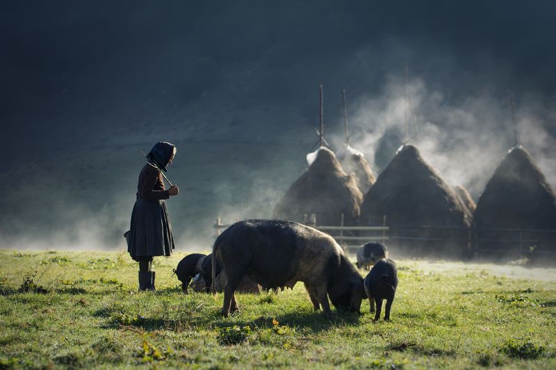 rural, idyll, landscape, village, mountain, river, sunrise, light, spring, pigs Story фото превью