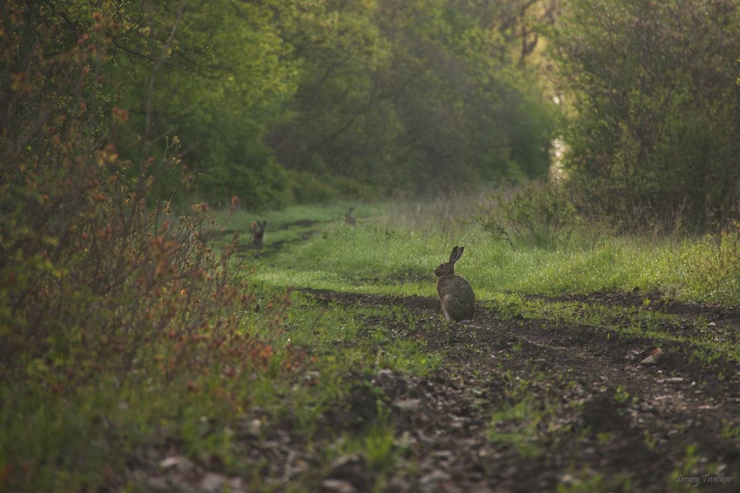 животные, природа, заяц, лес, Цветков Сергей