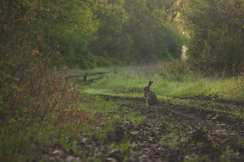 животные, природа, заяц, лес Шесть ушей фото превью