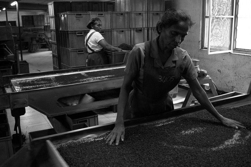 жанр, стрит, шри ланка, estet mf, sri lanka, street, genre, чайная фабрика, tea factory на чайной фабрике фото превью