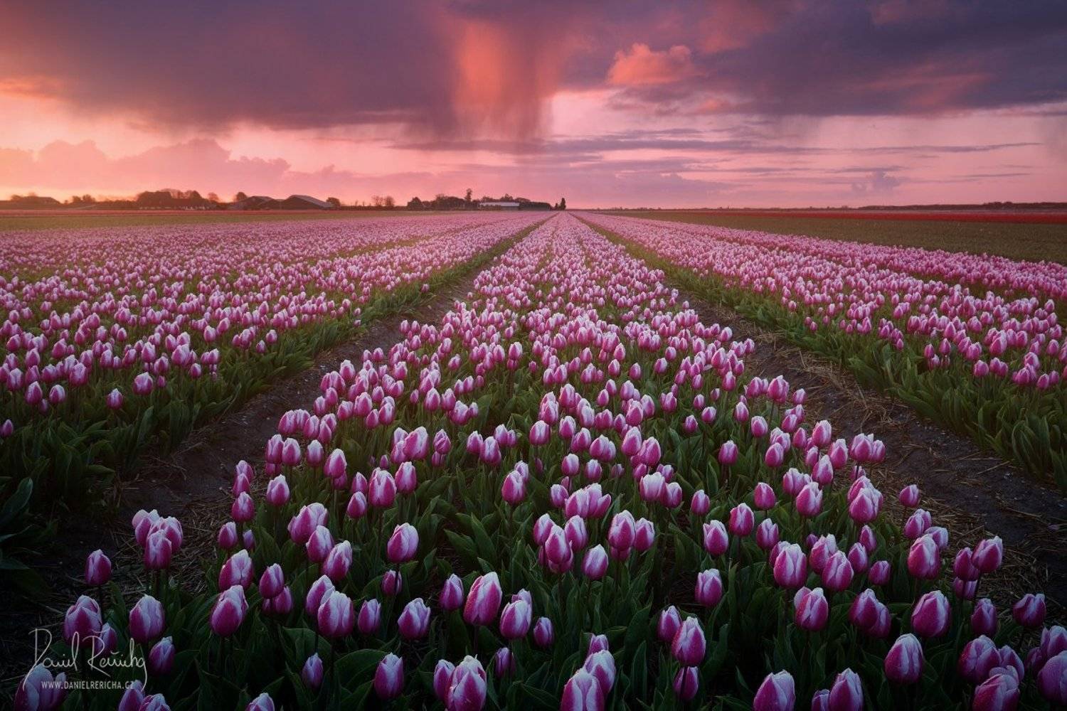 Netherlands, Nederland, Niederlande, Holland, North Holland, Holanda, Dutch, Alkmaar, Europe, kitsch, rain, rain clouds, flowers, tulips, spring flowers, field, blooming field, line, red, blue, blue sky, sky, red sky, clouds, colorful, sunrise, travel, da, Daniel Rericha