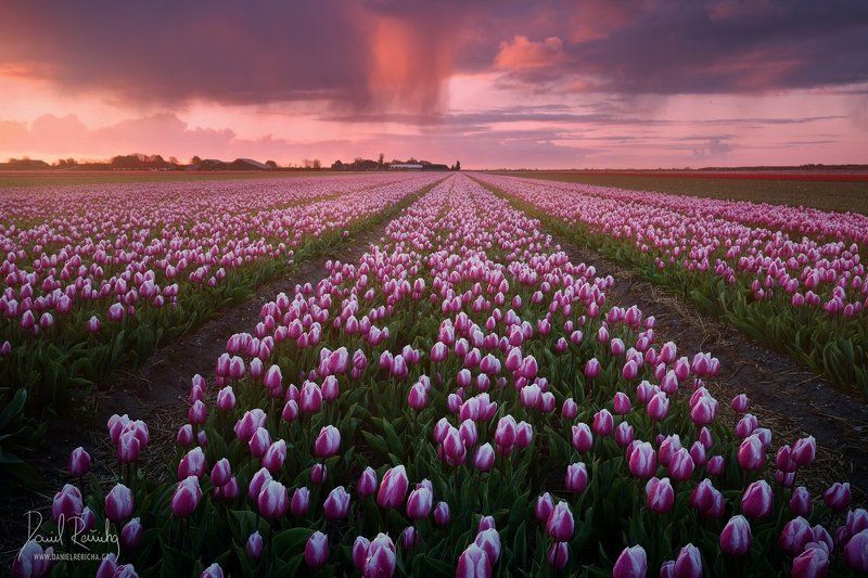 Netherlands, Nederland, Niederlande, Holland, North Holland, Holanda, Dutch, Alkmaar, Europe, kitsch, rain, rain clouds, flowers, tulips, spring flowers, field, blooming field, line, red, blue, blue sky, sky, red sky, clouds, colorful, sunrise, travel, da Dutch kitsch фото превью