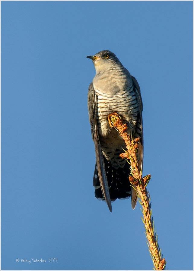 , Валерий Субачев