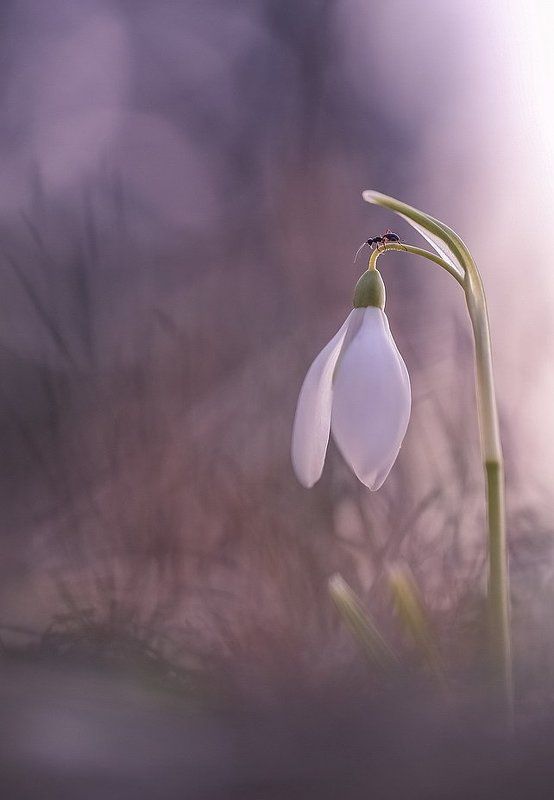 Эстет фото превью