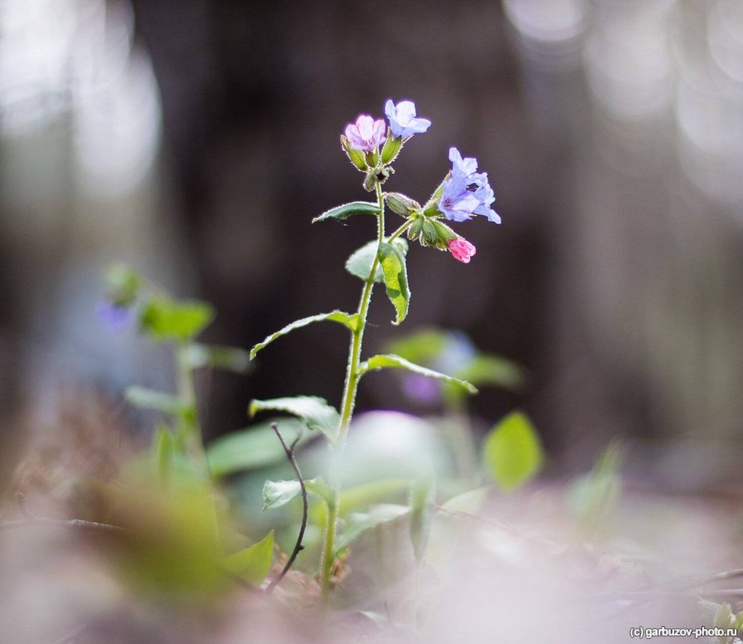 , Гарбузов Илья