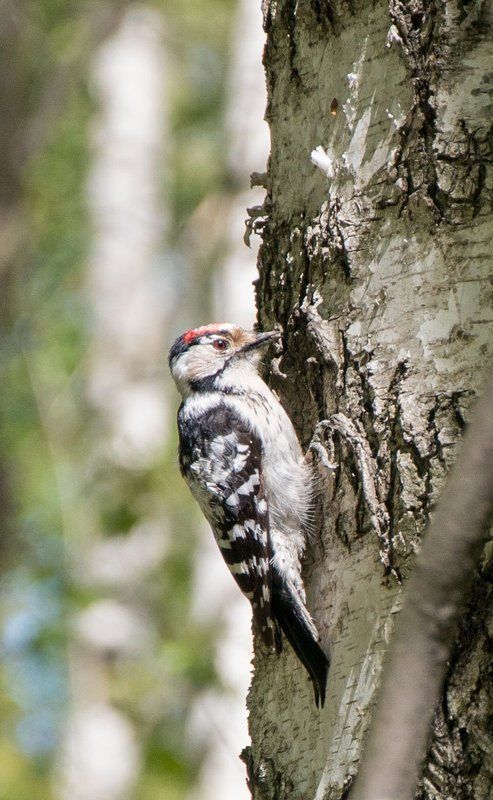 nikon, москва, весна, птицы, природа, дятел, 2017, россия, прогулка, Я по дереву стучу,  червячка добыть хочу... фото превью