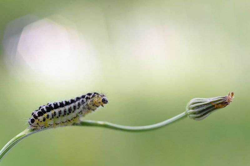 Hello !! фото превью