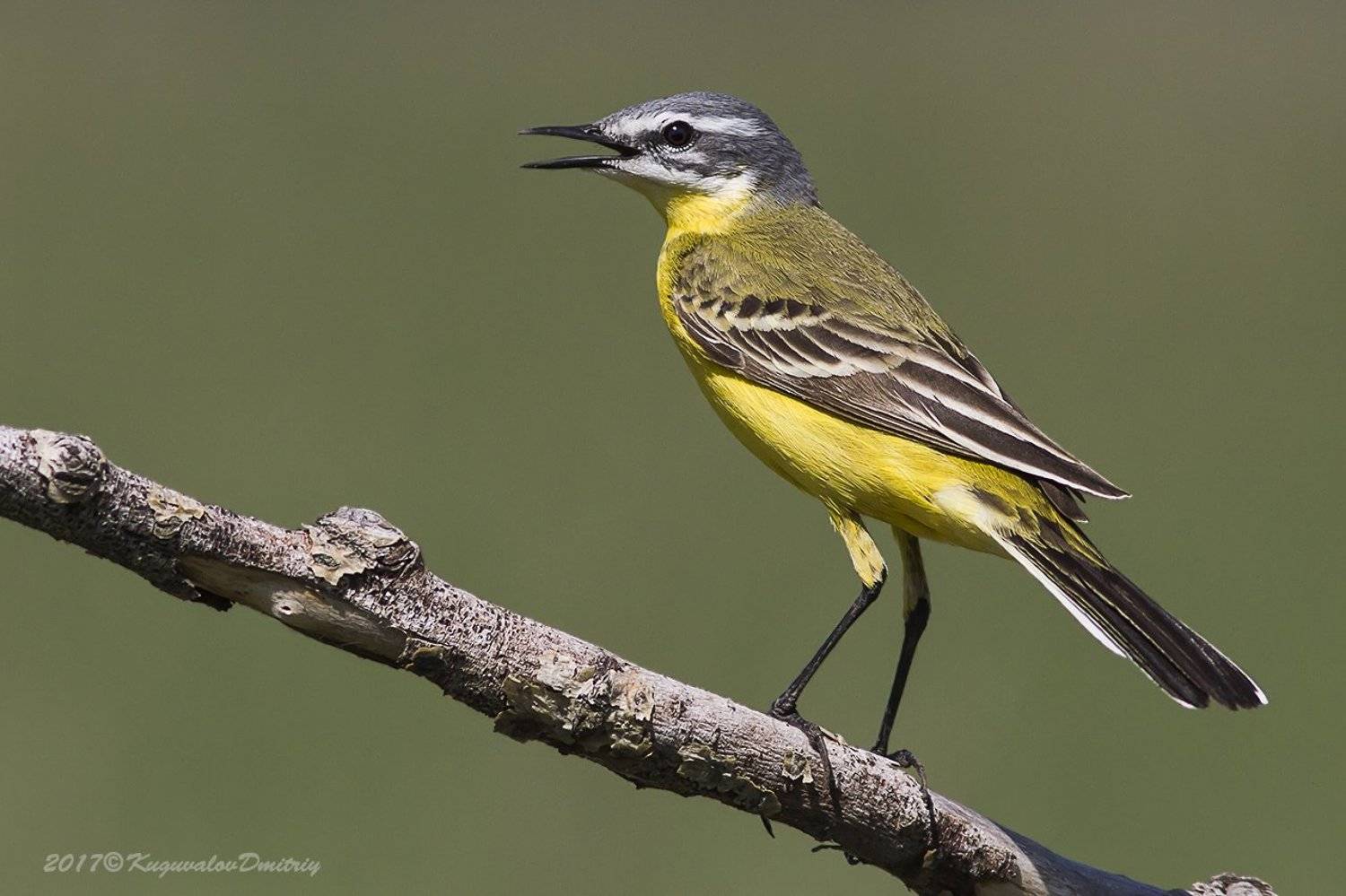 , Дмитрий Кугувалов