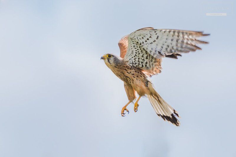 Kastrel фото превью