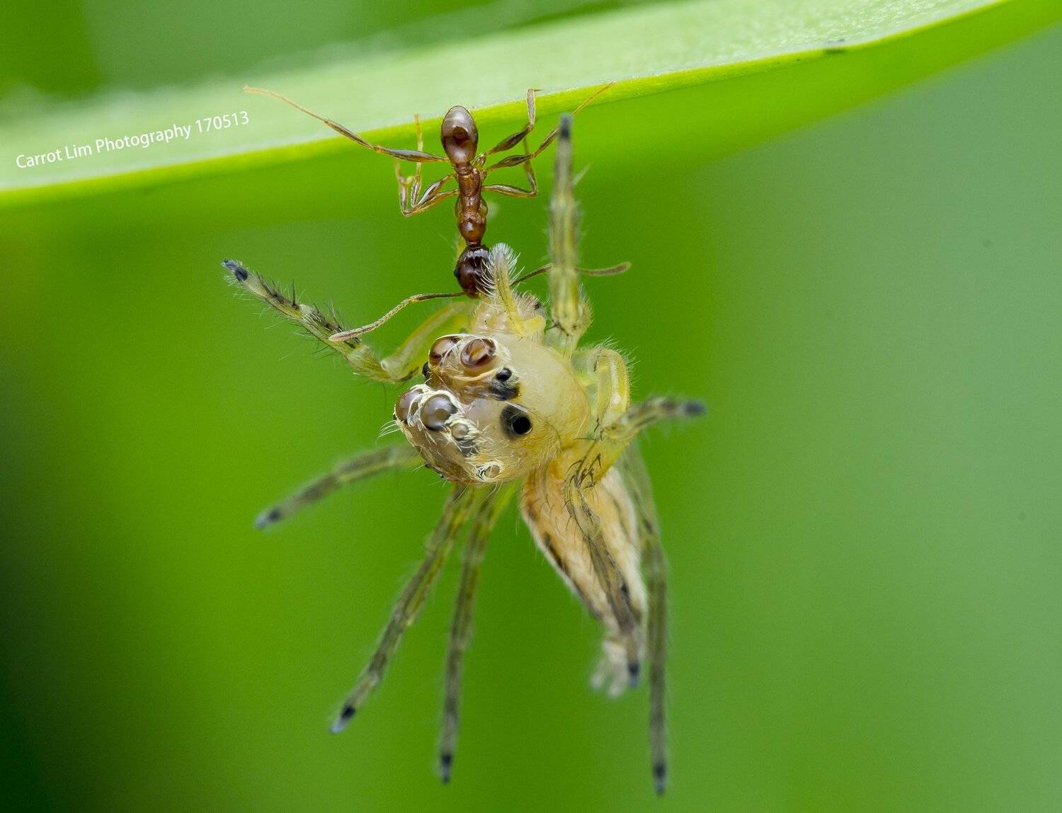 #macro#spider#ant#colors, Choo How Lim