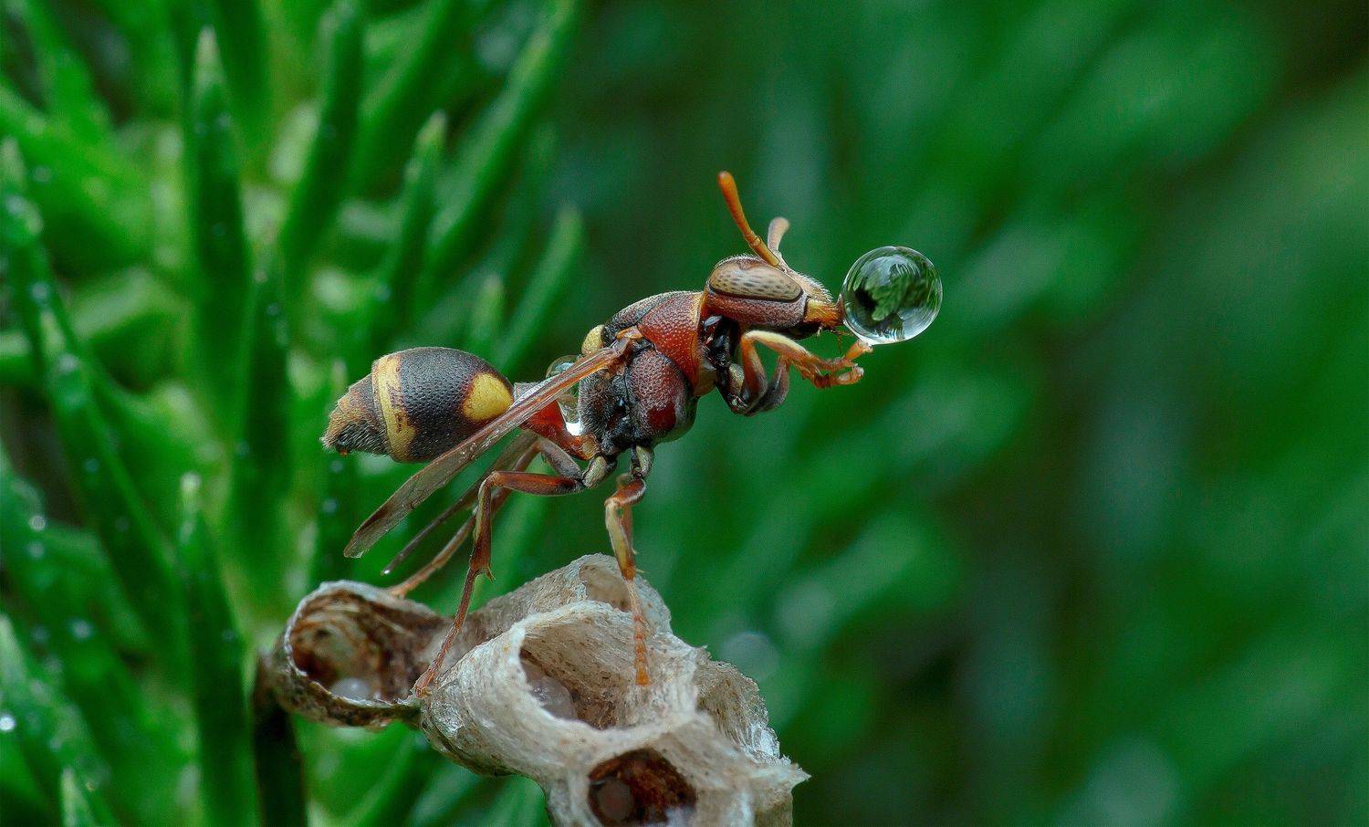 #macro#wasp#waterbubble, Choo How Lim