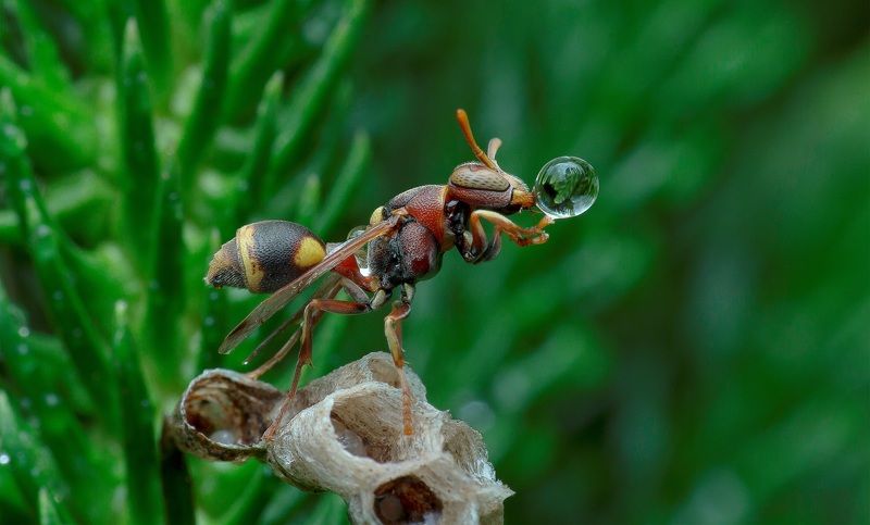 #macro#wasp#waterbubble Wasp Blowing Water Bubble фото превью