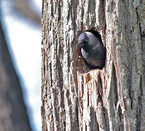 Никого нет дома