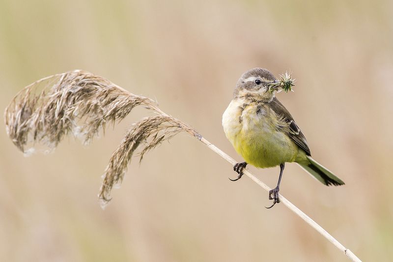 Гурман фото превью