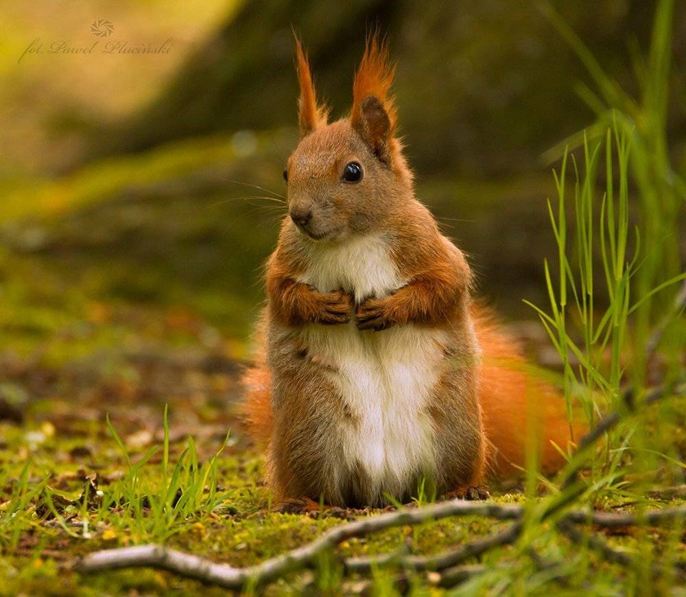 , Pawel Plucinski
