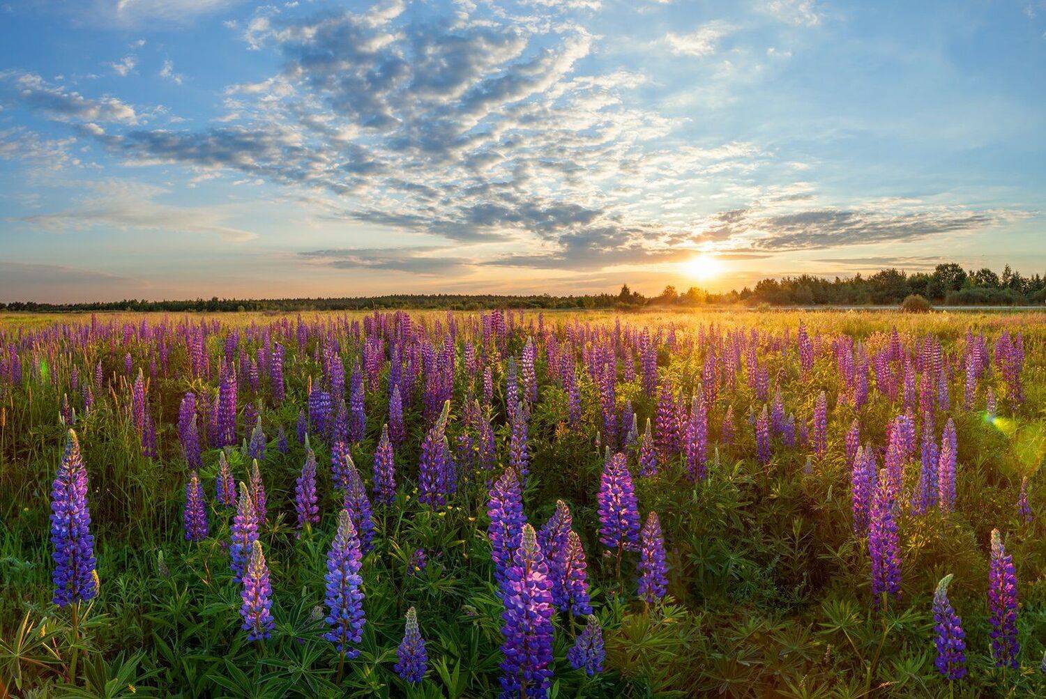 Люпин, Тосно, Сабоино, луг, поле, Ленобласть, Ленинградская область, Арсений Кашкаров