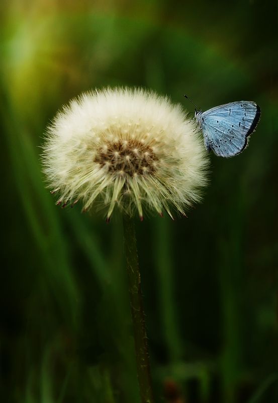 одуванчик, весна, бабочка, цветы, трава Тишина.. фото превью